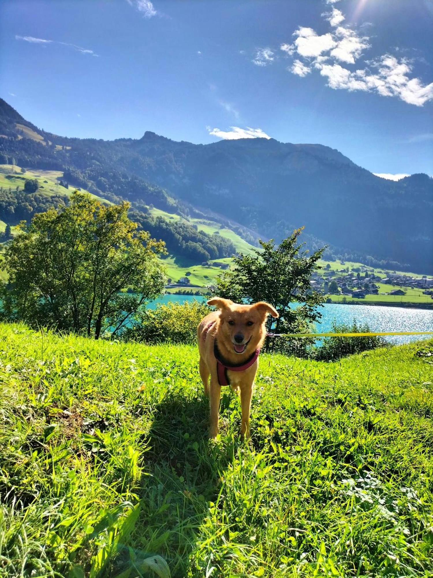 Gemuetliche Fewo Mit Sauna Inmitten Der Berge Meiringen Exterior photo